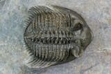 Tower Eyed Erbenochile Trilobite - Top Quality #128955-4